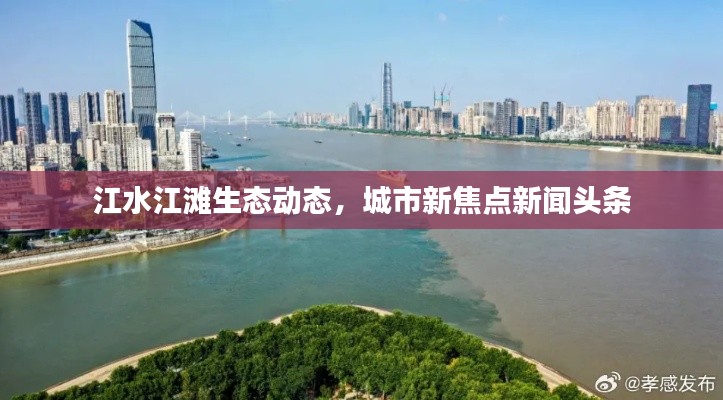 江水江滩生态动态，城市新焦点新闻头条