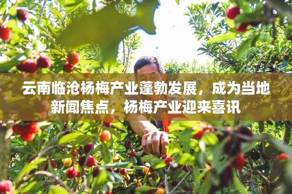 云南临沧杨梅产业蓬勃发展，成为当地新闻焦点，杨梅产业迎来喜讯
